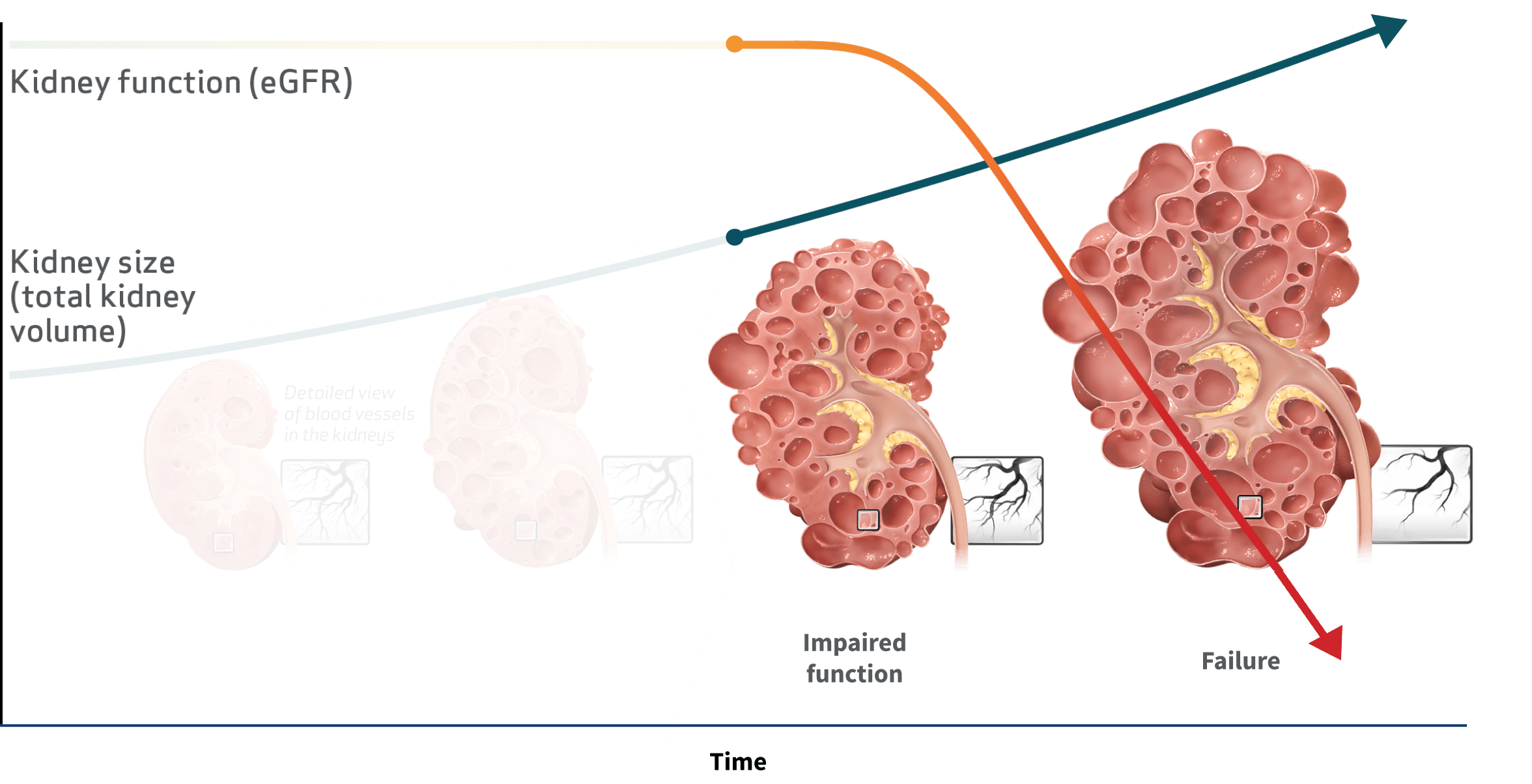 Kidney Function vs. Kidney Size Over Time, Graph