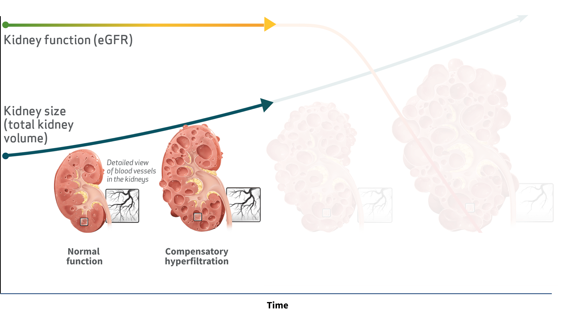 Kidney Function vs. Kidney Size Over Time, Graph