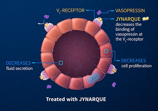 JYNARQUE® (tolvaptan) Mechanism of Action