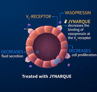 JYNARQUE® (tolvaptan) Mechanism of Action
